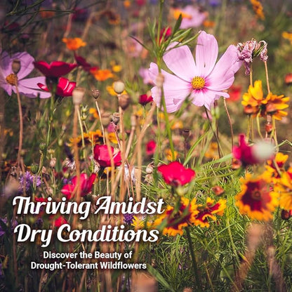 Drought Tolerant Wildflower Seeds - 4oz Packet, Open-Pollinated Bulk Flower Seed Mix for Beautiful Perennial, Annual Garden Flowers - No Fillers - 1/4 Pound
