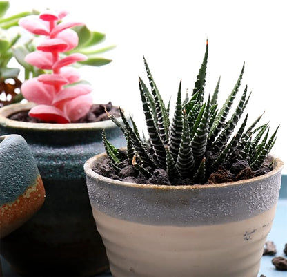 Volcanic Rock for Plants. Black Color Lava Rock. 1/5 Inch - 10 lbs for Potting Soil, Succulents, Pots, Plants, Gardening, Indoor, Crafting, Vase Fillers (Mini, Horticultural - Black Lava, 10)