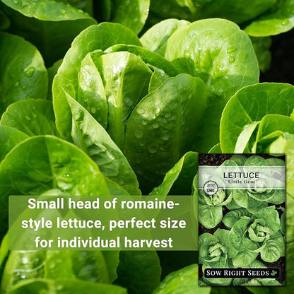 Sow Right Seeds - Little Gem Lettuce Seeds for Planting - Non-GMO Heirloom Packet with Instructions to Plant a Home Vegetable Garden - Outdoors or Indoors Hydroponics - Miniature Romaine Variety (4)