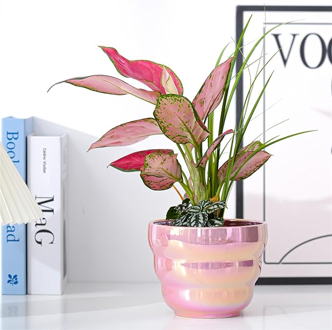Pots for Indoor Plants, Rainbow Pearl Glaze Planters Set of 2 with Drainage Hole, 6 Inch Round Modern Pots for Flower Snakes Succulents, White and Pink