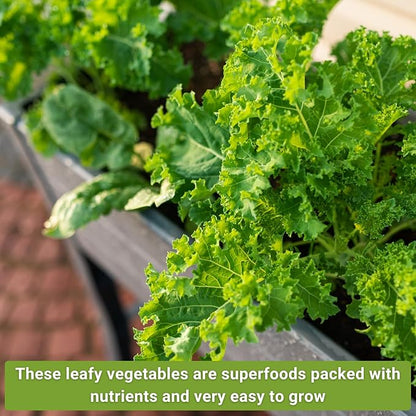 Sow Right Seeds - Power Greens Seed Collection for Planting - Spinach, Arugula, Kale, Mustard Greens and Rainbow Swiss Chard - Non-GMO Heirloom Seeds to Plant and Grow a Home Vegetable Garden