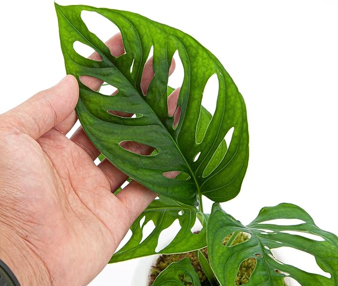 Premium Monstera Acuminata Soil Blend - Specially Designed to Meet Your Plant's Unique Needs by Gardenera - 4 Quart