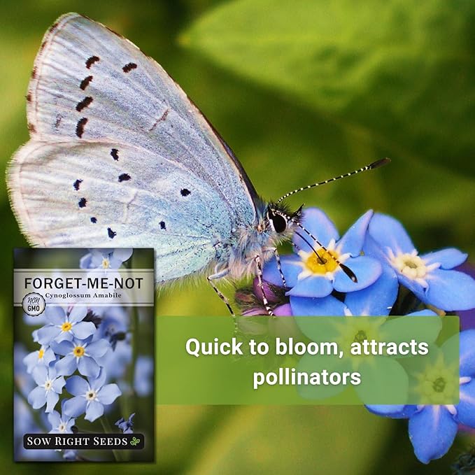 Sow Right Seeds - Forget-Me-Not Flower Seeds for Planting (Cynoglossum amabile) - Non-GMO Heirloom Packet with Instructions - Great to Pair with Cards of Remembrance - Small Blue Memory Blooms (4)