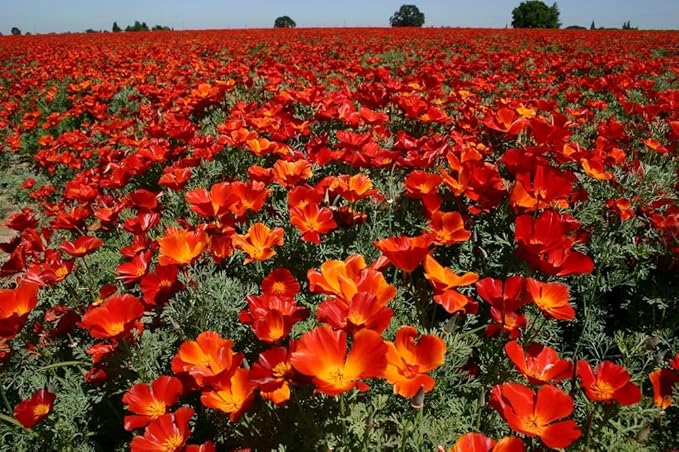 California Poppy Seeds, Red Chief Eschscholzia - Large Pack of 20,000 Seeds by Seeds2Go