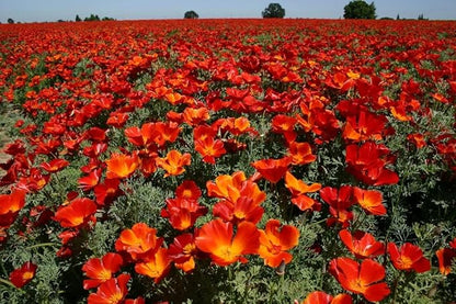 California Poppy Seeds, Red Chief Eschscholzia - Large Pack of 20,000 Seeds by Seeds2Go