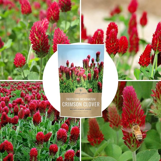 Crimson Clover Seeds for Planting – Bulk 1 Pound Bag – Over 80,000 Open Pollinated Non-GMO Seeds – Trifolium incarnatum