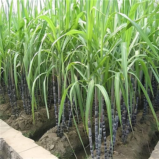 150+ Perennial Sugar Cane Seeds for Planting,Tropical Sugarcane Plant Seeds Non-GMO Heirloom Pollinated Variety for Outdoor Home