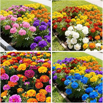 Marigold Seeds (280PCS) - Non-GMO Cold & Drought Tolerant Flowers, Vibrant Colors & Long Blooming Period for Yard