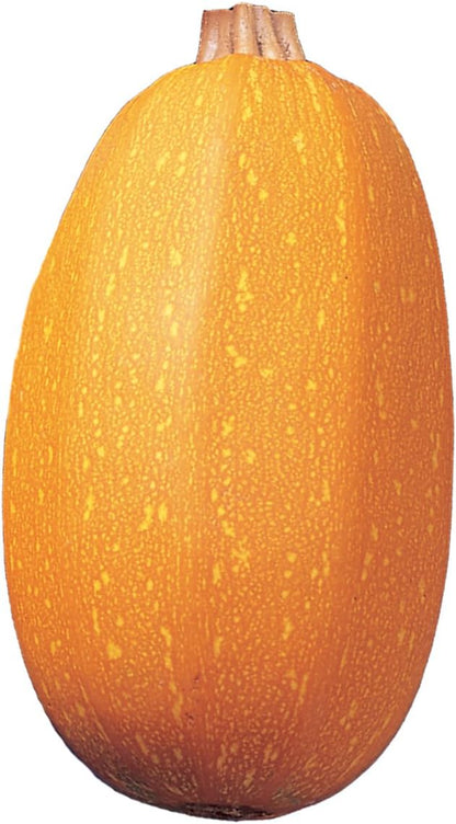 Burpee Goldetti Hybrid Winter Squash Seeds 25 seeds
