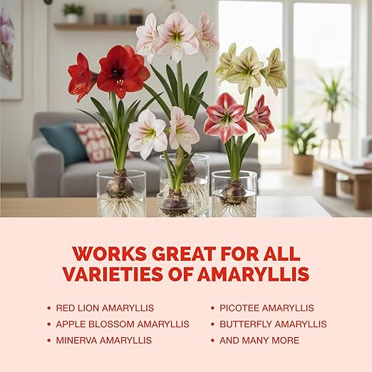 Amaryllis Fertilizer for Amaryllis Bulbs, Great for Amaryllis Bulbs in Vase or for Planting, Liquid Fertilizer by TPS Plant Foods, 32oz (1Quart)