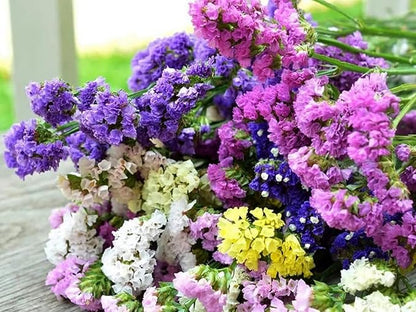 Wavyleaf Sea Lavender (Limonium, Statica) Mix Seeds Annual Flowers Herbs for Planting Non GMO 80 Seeds