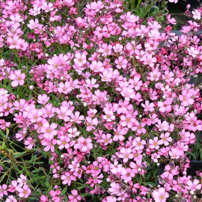 Seeds Pink Creeping Baby's Breath 1000+ Seeds to Grow Perennial Spreading Gypsophila Perfect Groundcover or Cascade Over Walls