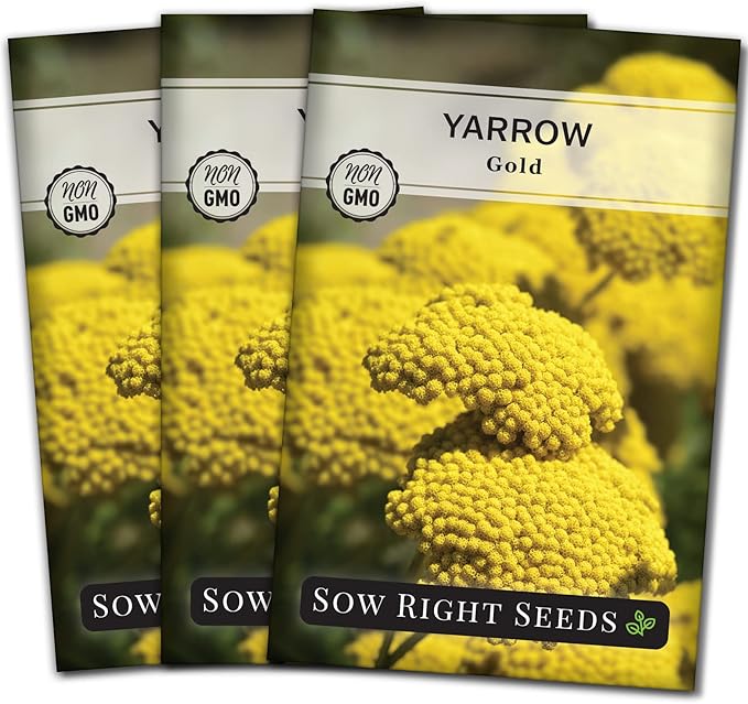 Sow Right Seeds - Achillea Yarrow Gold Flower Seeds for Planting - Flowers to Plant in Your Garden - Non-GMO Heirloom Packet with Instructions - Favorite Perennial to Attract Pollinators (3)