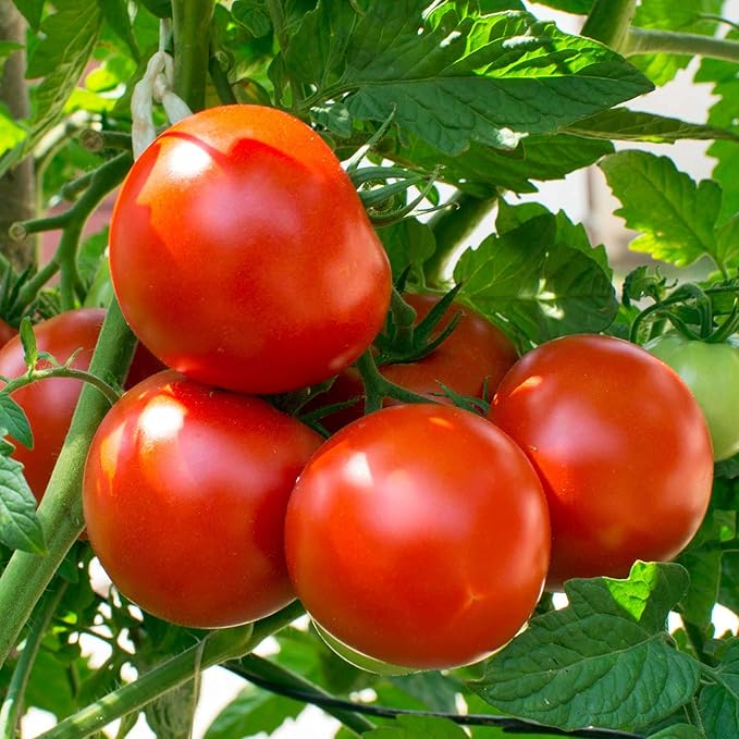 Tomato Garden Seeds - Oregon Spring - 250 Mg Packet ~90 Seeds - Non-GMO, Heirloom, Vegetable Gardening Seed