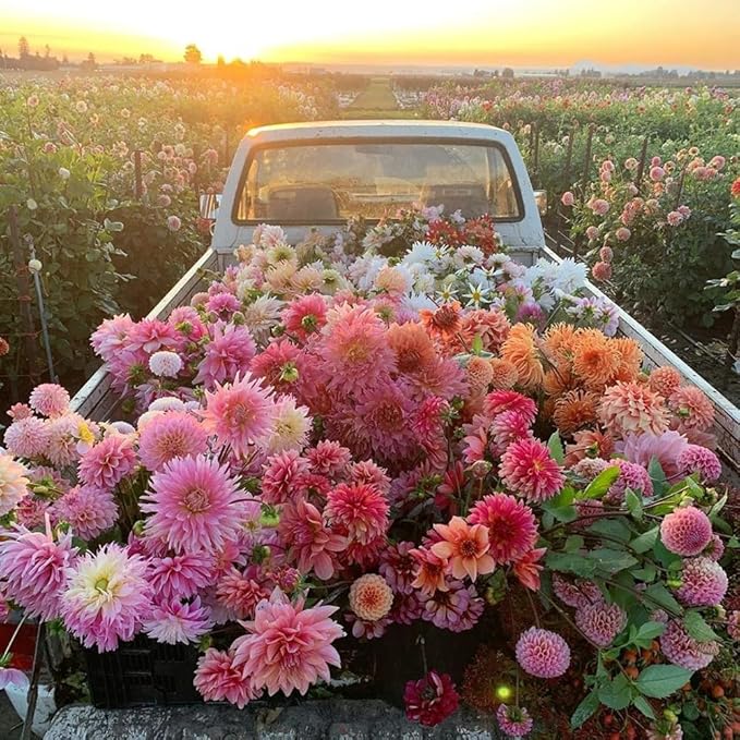 Mixed Color Dahlia Seeds for Planting - 400 Non-GMO Flower Seeds, Easy Growing, Pollinator Friendly, Perfect for Containers, Borders & Cut Bouquets