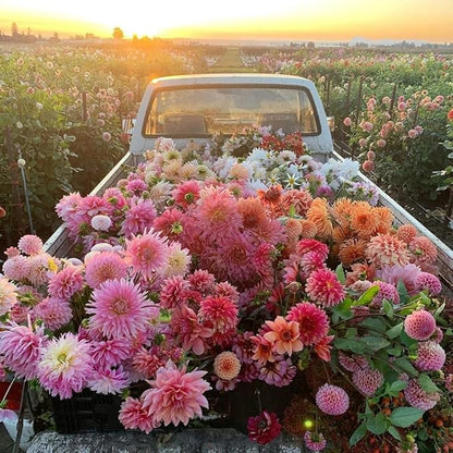 Mixed Color Dahlia Seeds for Planting - 400 Non-GMO Flower Seeds, Easy Growing, Pollinator Friendly, Perfect for Containers, Borders & Cut Bouquets