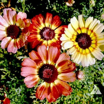 300+ Mixed Daisy Seeds for Planting-Gerber Daisy Seeds,Gerbera Daisy Seed Non-GMO Heirloom Flower for Garden Outdoor