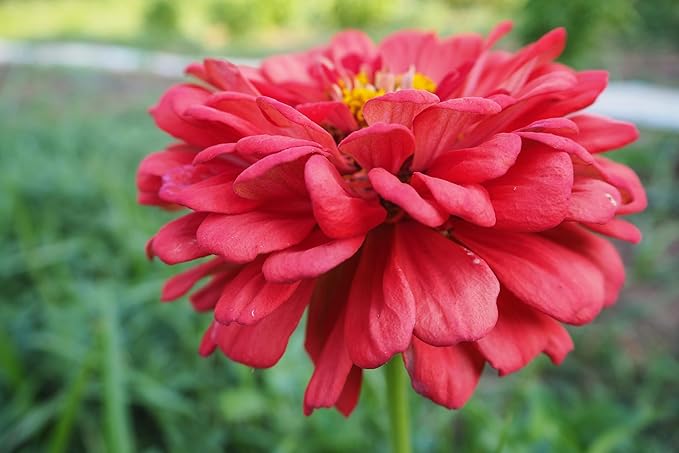 Plant Good Seed Organic Benary's Giant Coral Zinnia Seeds for Planting: Hot Weather Cut Flower, Double Stacked Blossoms - 100 Seed Packet