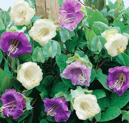 Seeds Cathedral Bells Mix/Cobea/Perennial Flowers