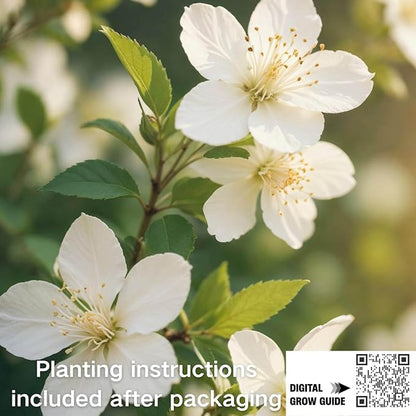 400+ Climbing Jasmine Flower Seeds for Planting – Easy to Grow, Non-GMO, High Germination Fragrant Flowers for Home Garden, Balcony, Trellis, Fence, Vertical Garden Decor