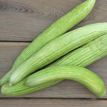 Armenian Yard Long Cucumber Seeds - 150+ Seeds