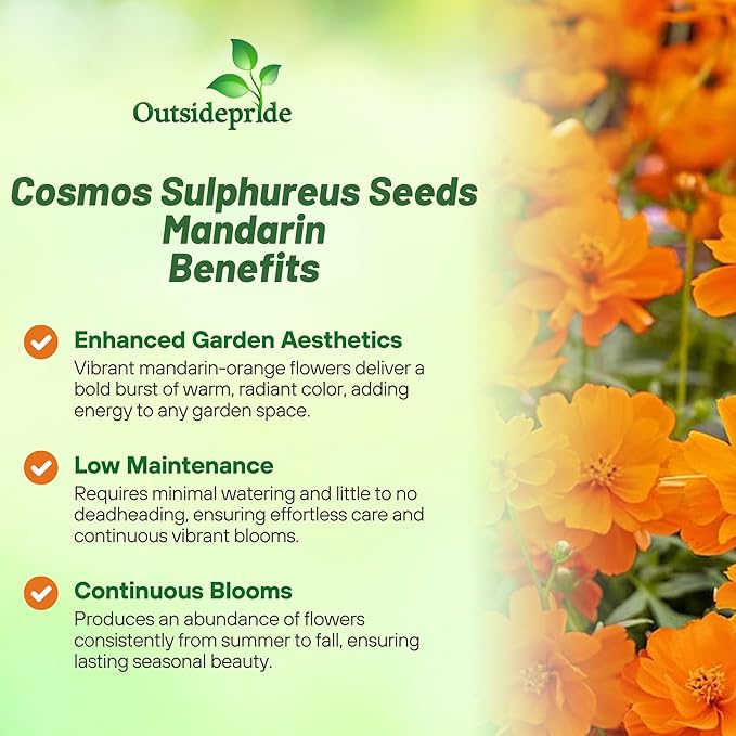 Outsidepride Mandarin Cosmos Sulphureus Seeds - 50 Pcs Annual, Pollinator-Friendly & Drought Tolerant Flower Seeds for Planting w/Vibrant Double Blooms for Low Maintenance Landscaping & Xeriscaping