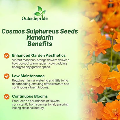 Outsidepride Mandarin Cosmos Sulphureus Seeds - 100 Pcs Annual, Pollinator-Friendly & Drought Tolerant Flower Seeds for Planting w/Vibrant Double Blooms for Low Maintenance Landscaping & Xeriscaping