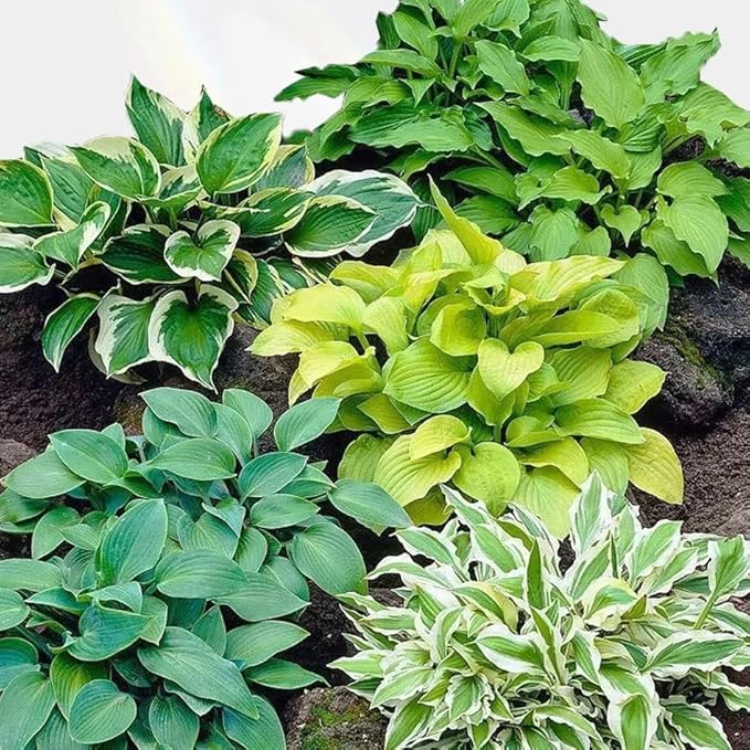 200+ Hosta Seeds for Planting, Perennial Hosta Seed, Attract Pollinators, Non-GMO Beautiful Hosta Seeds for Bonsai Decoration, Home Garden