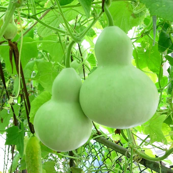 Seeds Bottle Gourd - Calabash - Lagenaria - Heirloom Vegetable - GMO Free