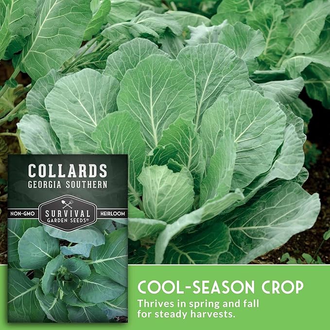 Collard Green Seeds for Planting | Georgia Southern Heirloom Non-GMO Variety | Leafy Greens for Home Vegetable Gardens - Survival Garden Seeds (5 Packs)