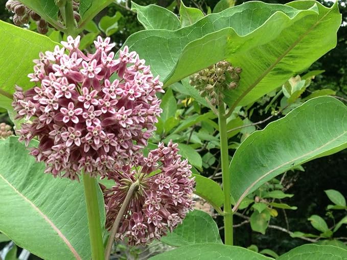 Common Milkweed Native Seeds (Asclepias Syriaca), Pack of 100 Seeds by Seeds2Go