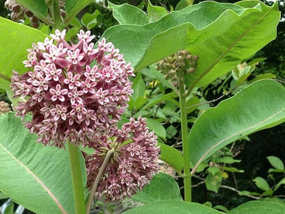 Common Milkweed Native Seeds (Asclepias Syriaca), Pack of 100 Seeds by Seeds2Go