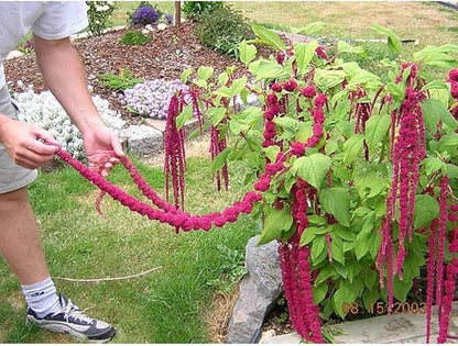 Seeds Love-Lies-Bleeding - Red Amaranth - Annual Flowers for Planting - GMO Free