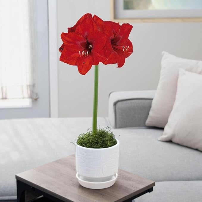 Chalily Amaryllis Potting Soil Perfect Planting Indoor & Outdoor House Tropical Mix Well Draining Houseplant Gardening Dirt Flower Paperwhites Hyacinth Premium Garden Poting (16 qt)