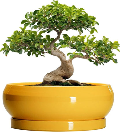 Ceramic Bonsai Pots - 13 Inch Large Succulent Pots with Drainage Hole and Saucer, Bonsai Planter for Indoor Outdoor, Round Shallow Bowl Planter, Garden House Decor, Plant Lover Gifts, Yellow