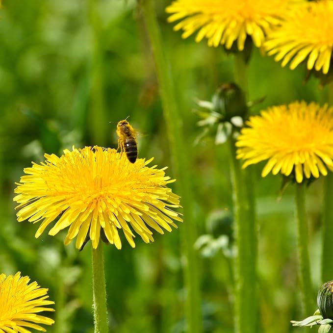 Outsidepride Dandelion Seeds for Planting - 5,000 Seeds Perennial, Easy to Grow & Drought Tolerant, Taraxacum Officinale Herb Seeds with Yellow Blooms for Edible Landscaping & Wildlife Attraction