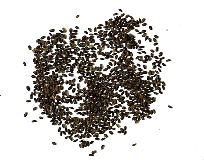Seed Needs Anise Hyssop Seeds for Planting Agastache foeniculum - Non-GMO Heirloom & Untreated - Grow a Medicinal/Culinary Herb Garden for Tea & Essential Oils (5 Packs)