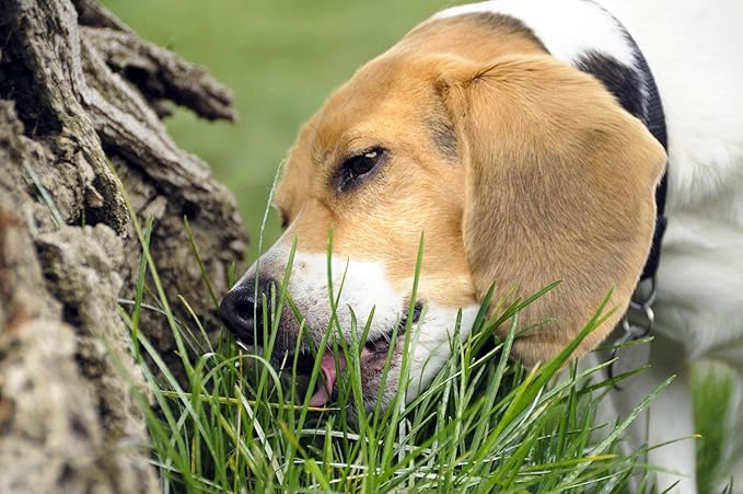 Seeds Grass for Dogs Non GMO Heirloom 1500 Seeds