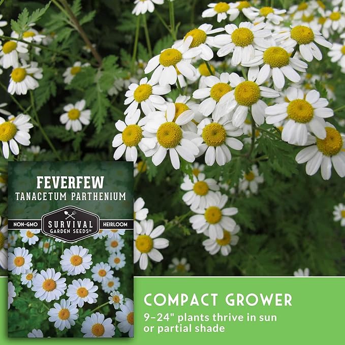 Feverfew Seeds for Planting - Perennial Daisy-Like Flower Herb, Pollinator Friendly Garden, Easy to Grow Traditional Herb - Heirloom Non-GMO Open Pollinated - Survival Garden Seeds (5 Pack)