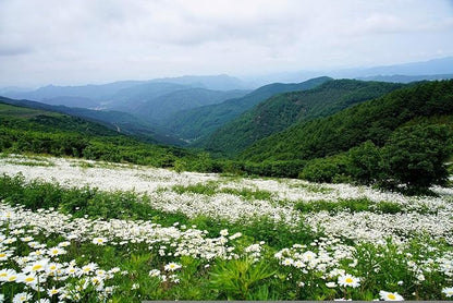 Set of 50 Shasta Daisy Seed Packets! Flower Seeds in Bulk - 50 Individual Packets (50, Shasta Daisy)