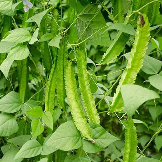 50+ Winged Bean Seeds – Dragon Bean, Four-Angled Bean – Tropical Climbing Vegetable – Non-GMO, Heirloom, Fast Growing – 60–90 Days to Harvest – Mai’s Family