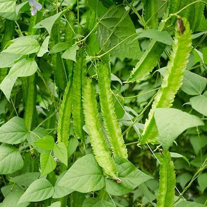 50+ Winged Bean Seeds – Dragon Bean, Four-Angled Bean – Tropical Climbing Vegetable – Non-GMO, Heirloom, Fast Growing – 60–90 Days to Harvest – Mai’s Family