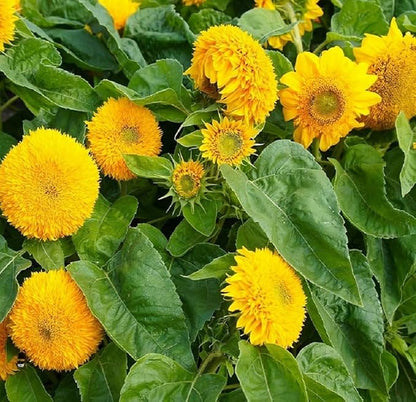 Seed Packets for Planting Teddy Bear Sunflowers in Home Outdoor Garden - Heirloom Non-GMO Flower Seed Packets