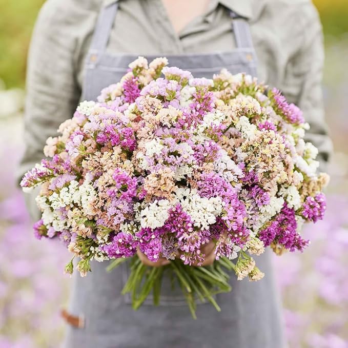 1000+ Mix Statice Pastel Seeds for Planting Outdoors-Annual Limonium Sinuatum Beautiful Flowers Seeds- Non-GMO Heirloom for Home Garden