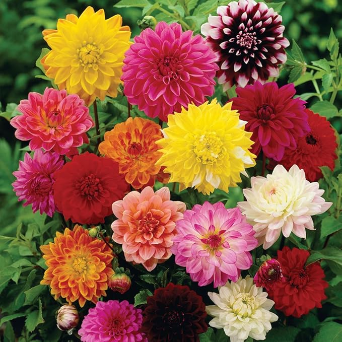 Seeds Flowers Dahlia Double Mix Annual - 30 Seeds