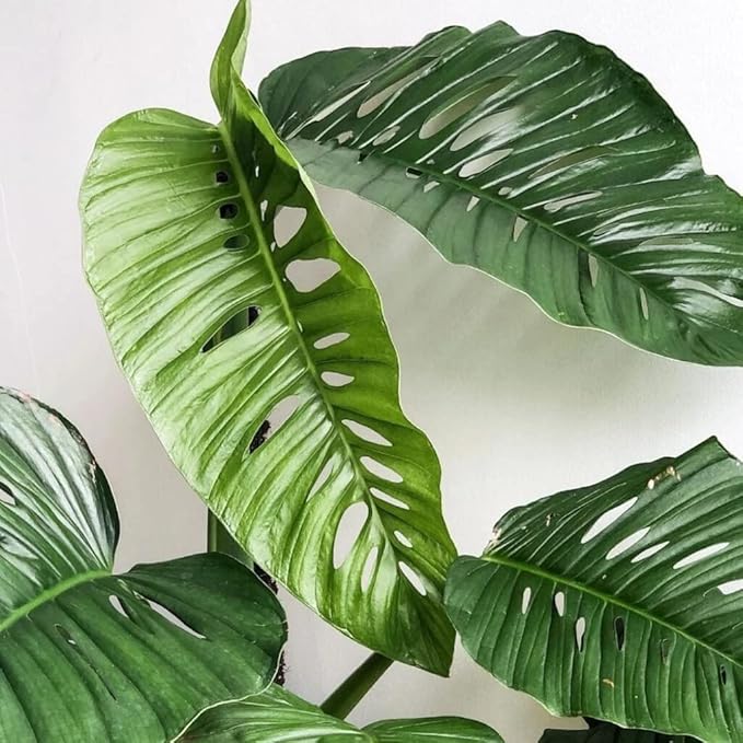 GARDENERA Monstera Lechleriana Schott Potting Soil - Promotes Optimal Drainage and Aeration for Vibrant Foliage - 3 Quart