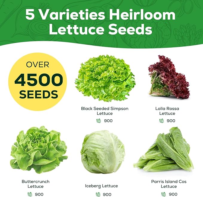 Heirloom Lettuce Seeds - 5 Varieties, Non-GMO Seeds for Planting - Black Seeded Simpson, Iceberg, Buttercrunch, Parris Island Cos & Lolla Rossa Lettuce - Home Garden & Hydroponic Seeds