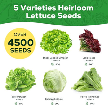 Heirloom Lettuce Seeds - 5 Varieties, Non-GMO Seeds for Planting - Black Seeded Simpson, Iceberg, Buttercrunch, Parris Island Cos & Lolla Rossa Lettuce - Home Garden & Hydroponic Seeds