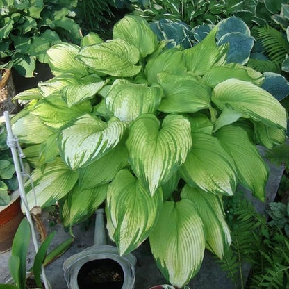 Hosta Seeds for Planting, 230+pcs Rare Perennial Hosta Flower Seeds, Non-GMO Heirloom Long Blooming Plants Shaded Entry Pathway Flowers for Garden Outdoors