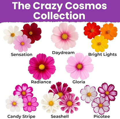 NatureZ Edge, Crazy Cosmos Seeds for 2026, 2250 Cosmos Seed, 15g, Made in USA, Annual Cut Flowers, Wildflower Seeds Bulk for Planting Flowers, Wild Flowers Seed Throw and Grow, semillas de Flores